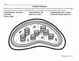 Chloroplast Coloring & Labeling Diagram Printable Worksheet/Homework sketch template