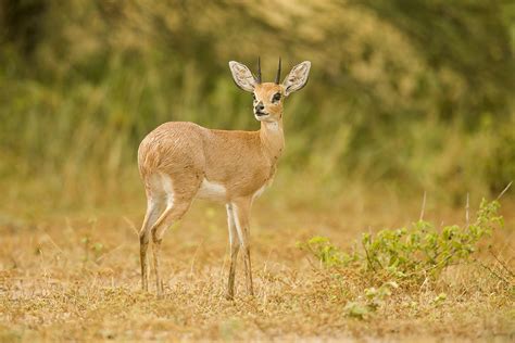 Steenbok | www.wildlife-photography.uk.com