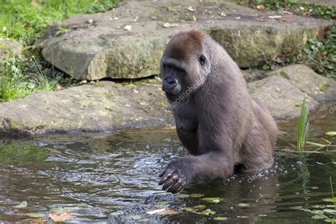 Black gorilla in water Stock Photo by ©EBFoto 62524791