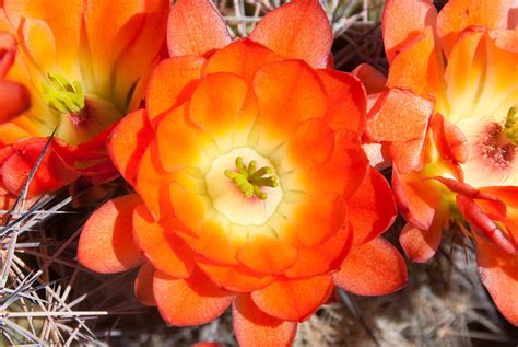 Orange Cactus Flowers Photograph by Dina Calvarese