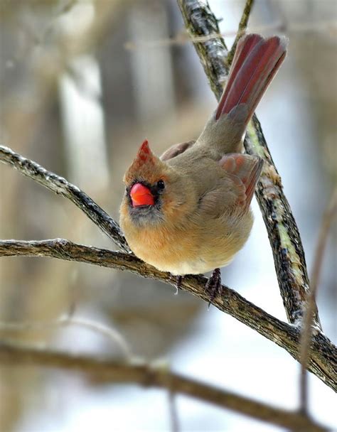 Northern Cardinal Female In Winter Photograph by Lyuba Filatova