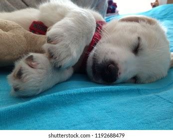 Cute Baby Dog Sleeping Stock Photo 1192688479 | Shutterstock