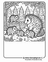 18 Porcupine Coloring Pages  Free Printable 🦔 PDFs sketch template