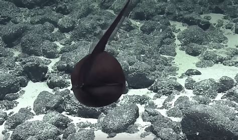 The deep-sea eel that shocked scientists