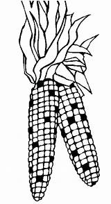 Corn On The Cob Coloring Page At GetColoringscom  Free Printable sketch template