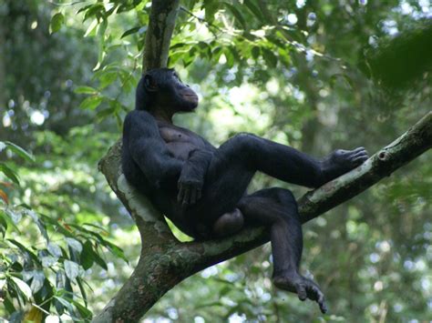 Maternal Support Affects Bonobos’ Mating Success - TFOT