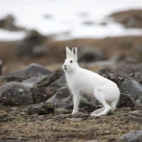 Mountain Hare - Facts, Diet, Habitat & Pictures on Animalia.bio