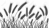 Barley Gerste Feld Grano Weizens Schwarzweiss Ryes Orzo Segale Sketch  sketch template