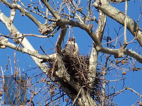 Cooper's Hawk Nest Closeup : birdsofprey