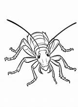 20  Cockroach Coloring Pages Free Printable PDF & Online Coloring sketch template