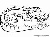 Alligator Coloring Pages  Free Printable sketch template
