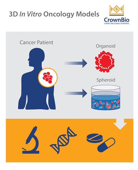 Facilitating Drug Discovery with 3D In Vitro Oncology Models