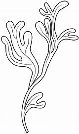 Seaweed coloring Page  ColouringPages sketch template