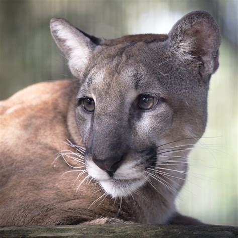 Florida Panther - ZooTampa at Lowry Park