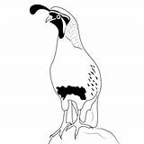California Quail 13 Coloring Page For Kids  Free Quails Printable sketch template