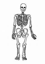 Free Printable Skeleton Coloring Pages sketch template