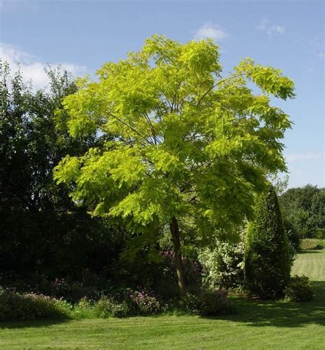 Robinia - Alchetron, The Free Social Encyclopedia