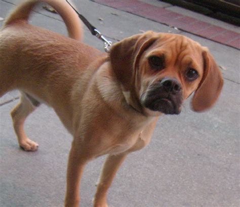 Puggle (Pug and Beagle Mix) Info, Temperament, Puppies, Pictures