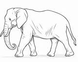 Elephant Coloring Pages Free Printable  Printables Hub sketch template
