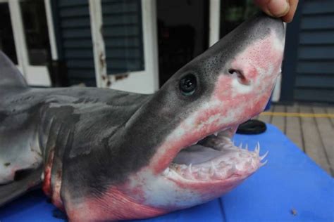 Baby great white shark a rare find on Ninety Mile Beach - NZ Herald