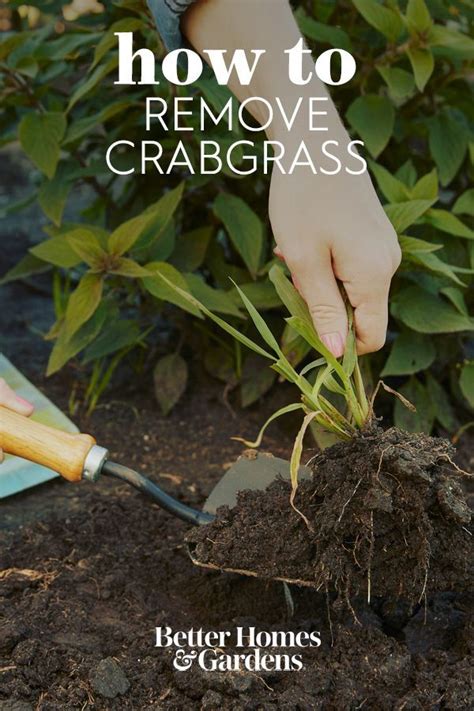 How to Get Rid of Crabgrass and Replace It with Actual Grass | Crab grass, Gardening trends ...