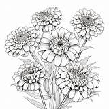 Zinnia Coloring Stock Illustrations – 111  sketch template