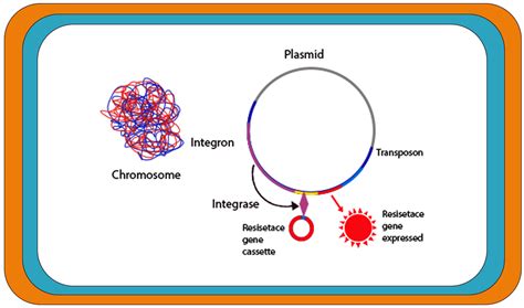 Antibiotic Resistance in Proteus mirabilis: Mechanism, Status, and ...