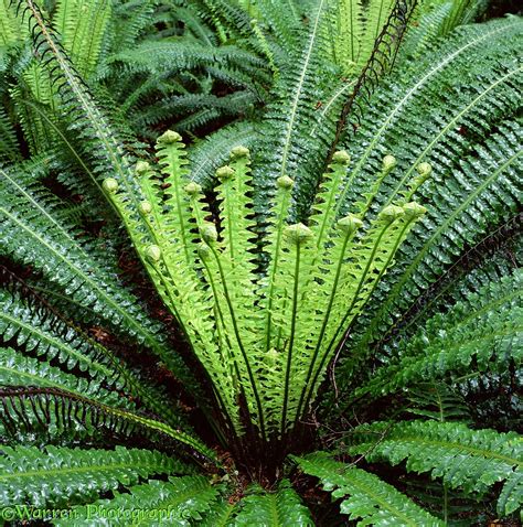 New Zealand rainforest fern photo WP01728