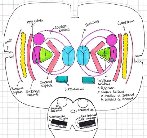 My Notes for USMLE | Basal ganglia, Basal ganglia anatomy, Medical studies