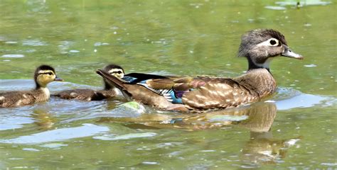 Wood duck hen and family | FWS.gov