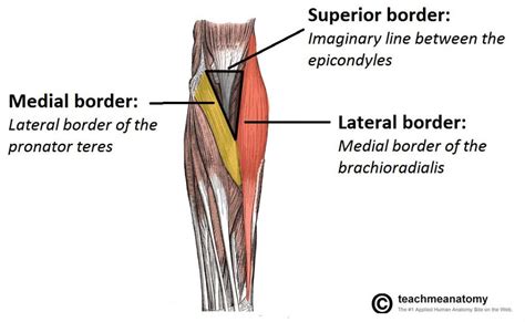 The Cubital Fossa - Borders - Contents - TeachMeAnatomy