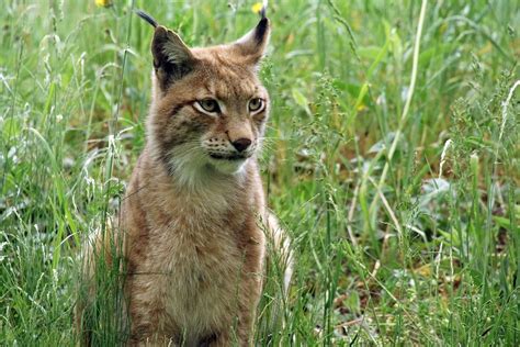 Free photo: Lynx, Zoo, Cat, Nature - Free Image on Pixabay - 797950