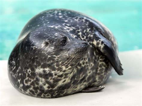 Aquarium of the Pacific Introduces Harbor Seal Pup – Surf City Family