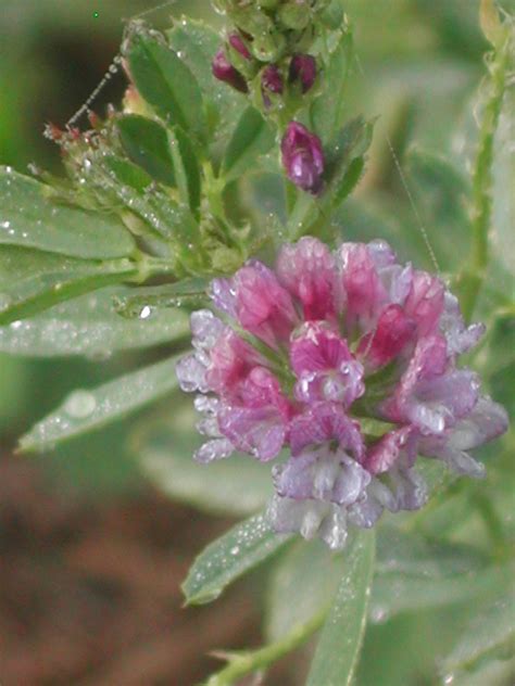 Free photo: Alfalfa flower - Bspo06, Dew, Drops - Free Download - Jooinn