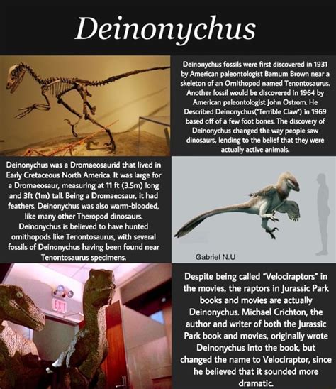 Deinonychus Deinonychus fossils were first discovered in 1931 by American paleontologist Barnum ...