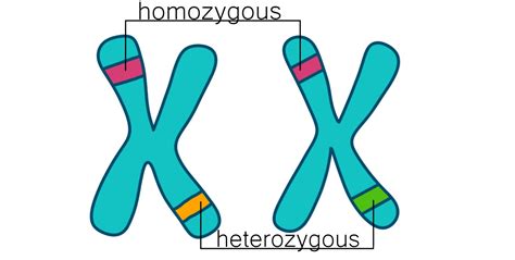 Heterozygous vs. Homozygous — Differences & Similarities - Expii