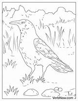 Free CROW Coloring Pages For Download Printable PDF sketch template