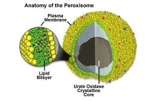 Peroxisome - Javatpoint