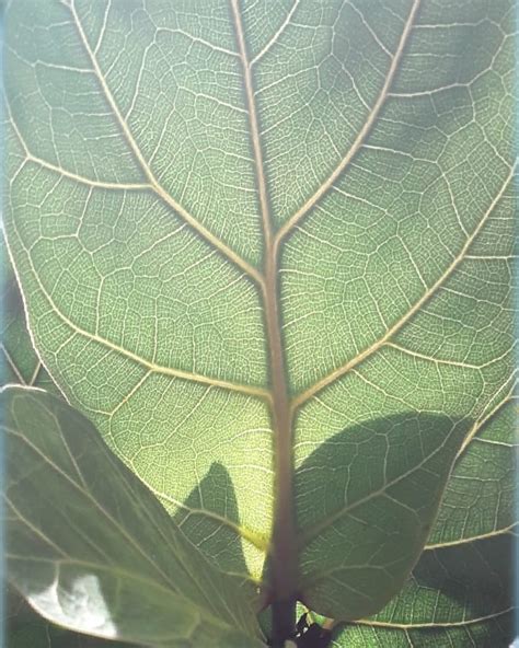 Diseases and pests of ficus | Photo and instructions