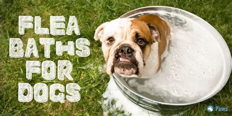 How To Use Diatomaceous Earth For Fleas On Dogs - Is It Safe?