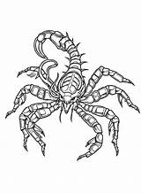 The Scorpion Coloring Page  Free Printable Coloring Pages sketch template