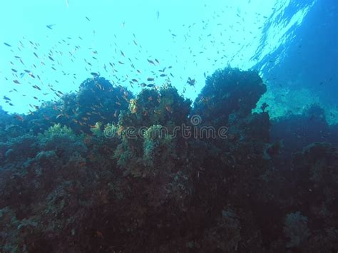 Shoal of fish on the reef stock photo. Image of underwater - 7173054