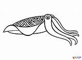 Pharaoh Cuttlefish Coloring Page  Free Printable Coloring Pages sketch template