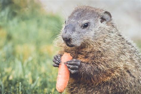 A Groundhog Stew Sweet Meat, Sweet Corn, Wild Game Recipes, Groundhog ...