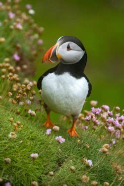 What’s the Difference? Penguin vs. Puffin | National Marine Sanctuary Foundation