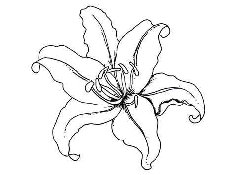 Tropical Rainforest Flowers Coloring Pages - ClipArt Best