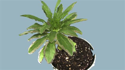 Marestail 1 - Download Free 3D model by Ohio State University Art and Design (@osuart) [e38ddce ...