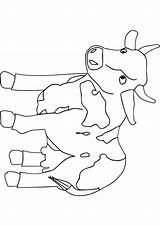 Cute Baby Cow Coloring Pages sketch template