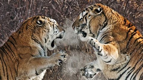 Fonds d'ecran Fauve Tigre Bagarre Animaux télécharger photo