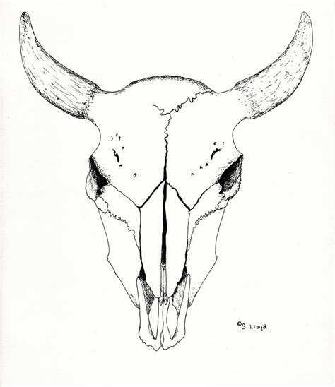 Buffalo Skull Drawing at PaintingValley.com | Explore collection of Buffalo Skull Drawing